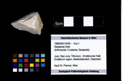 Foto (Objekt + Etikett) von Decapoda indet.  (NHMW-GEO-1990-0041-2546)